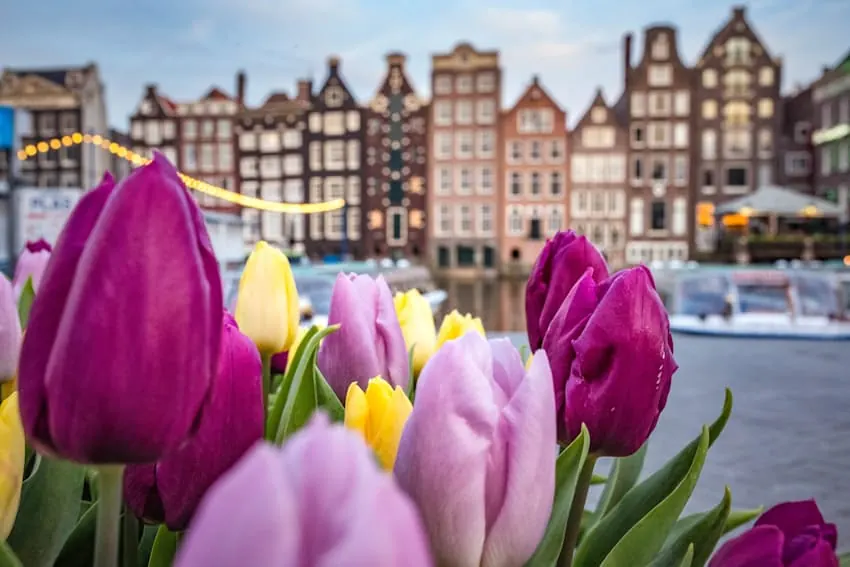 Blossom in front of canal houses